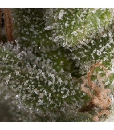 Auto Fresh Candy (Pyramid Seeds)