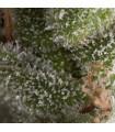 Auto Fresh Candy