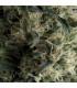Auto Galaxy (Pyramid Seeds)