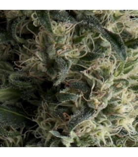 Auto Galaxy (Pyramid Seeds)