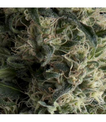 Auto Galaxy (Pyramid Seeds)