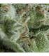 Auto Kryptonite (Pyramid Seeds)
