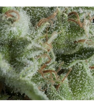 Auto Kryptonite (Pyramid Seeds)