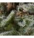 Auto Lennon (Pyramid Seeds)