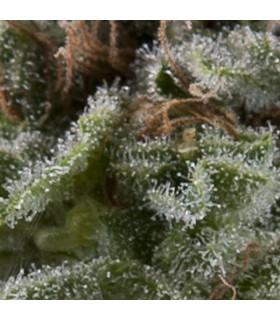Auto Lennon (Pyramid Seeds)