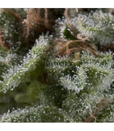 Auto Lennon (Pyramid Seeds)