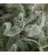 Auto Nefertiti (Pyramid Seeds)