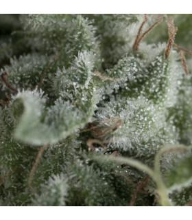 Auto Nefertiti (Pyramid Seeds)