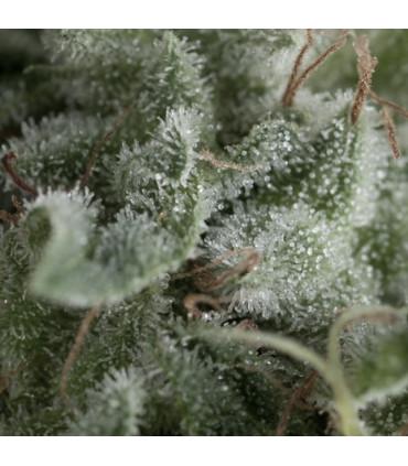 Auto Nefertiti (Pyramid Seeds)