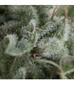 Auto Nefertiti