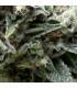 Auto New York City (Pyramid Seeds)