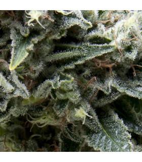 Auto New York City (Pyramid Seeds)