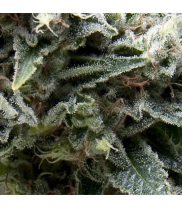 Auto New York City (Pyramid Seeds)