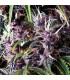 Auto Purple (Pyramid Seeds)