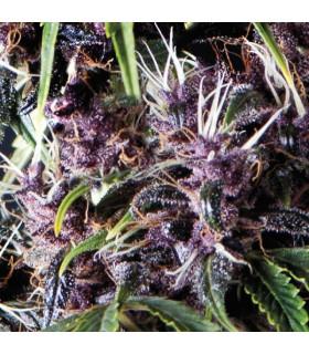 Auto Purple (Pyramid Seeds)