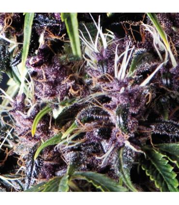Auto Purple (Pyramid Seeds)