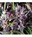 Auto Purple