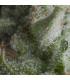 Auto Shark (Pyramid Seeds)
