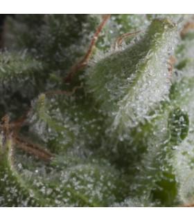 Auto Shark (Pyramid Seeds)