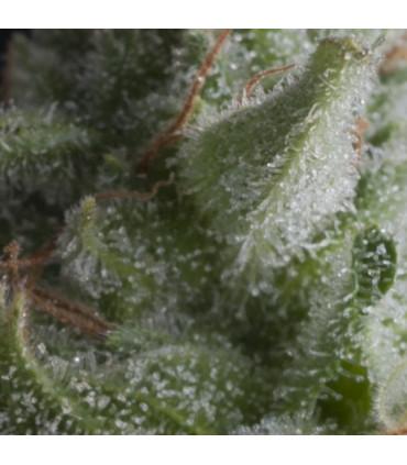Auto Shark (Pyramid Seeds)