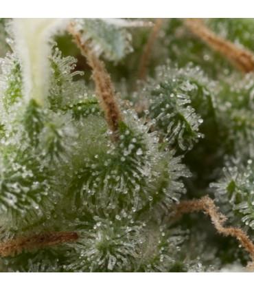 Auto Super Hash (Pyramid Seeds)