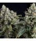 Auto Tutankhamon (Pyramid Seeds)