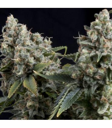 Auto Tutankhamon (Pyramid Seeds)