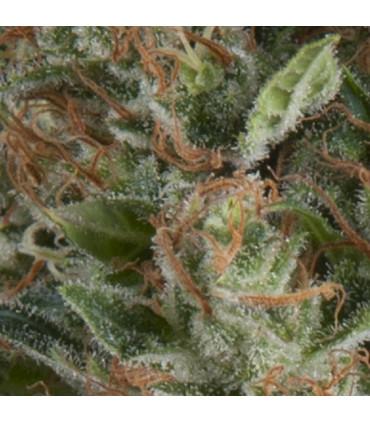 Auto Wembley (Pyramid Seeds)