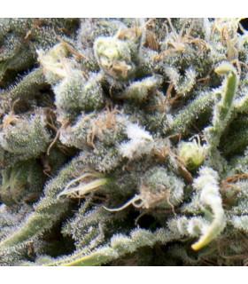 Auto White Widow (Pyramid Seeds)