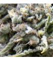 Auto White Widow
