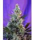 Sweet Skunk Auto (Sweet Seeds)