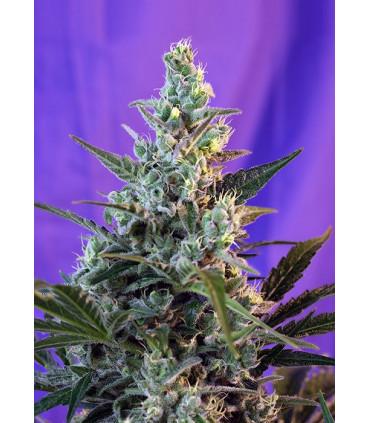 Sweet Skunk Auto (Sweet Seeds)