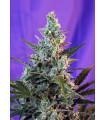 Sweet Skunk Auto