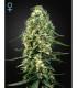 Super Silver Haze CBD (Greenhouse Seeds)
