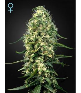 Super Silver Haze CBD (Greenhouse Seeds)