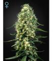 Super Silver Haze CBD