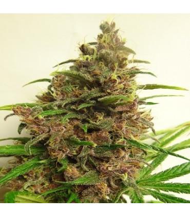 Malawi x PCK (ACE Seeds)