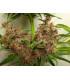 Malawi x PCK (ACE Seeds)