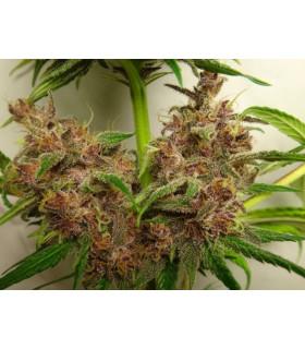 Malawi x PCK (ACE Seeds)