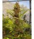 Malawi x PCK (ACE Seeds)
