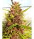 Malawi x PCK (ACE Seeds)