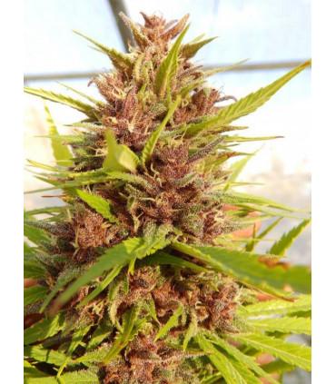 Malawi x PCK (ACE Seeds)