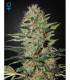 Exodus Cheese Auto (Greenhouse Seeds)