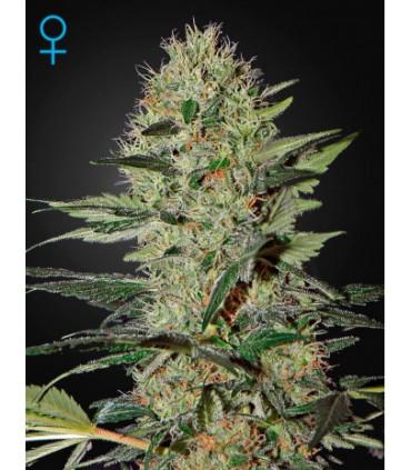 Exodus Cheese Auto (Greenhouse Seeds)