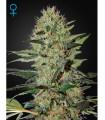 Exodus Cheese Auto