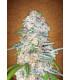 Blue Dream´matic (Fastbuds)