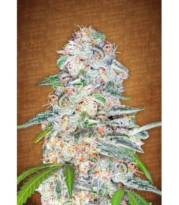 Blue Dream´matic (Fastbuds)