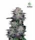 Blackberry (FastBuds)