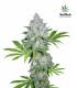 Californian Snow (FastBuds)