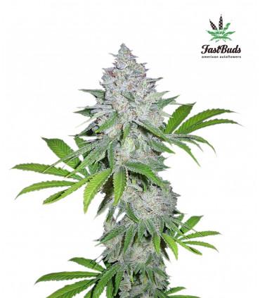 Californian Snow (FastBuds)